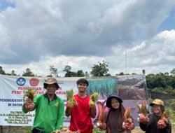 Peningkatan Produktivitas Bawang Merah di Dataran Rendah Dengan Pemberian Naungan dan Sitokinin