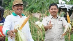 Waka DPRD Kota Jambi Muhammad Yasir Hadiri Panen Raya Jagung di Paal Lima