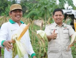 Waka DPRD Kota Jambi Muhammad Yasir Hadiri Panen Raya Jagung di Paal Lima